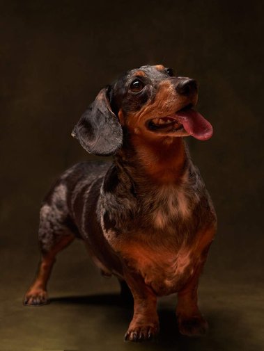 A portrait of a brown and black dachshund dog standing and looking to the camera's right. Portrait Photographer - Clive Allcorn