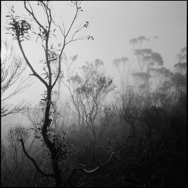 Young trees in shadow within a misty landscape. Dew clings to their leaves, a fire has been through here recently.