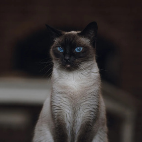 Belle