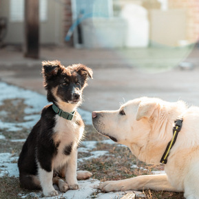 Coop & Tuck