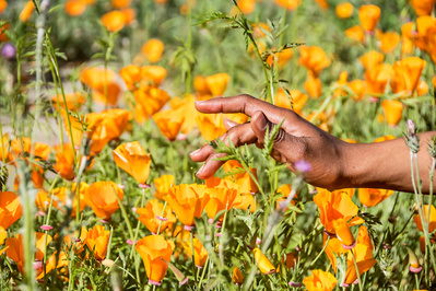 Black woman's hand gently touching a poppy in a poppy field