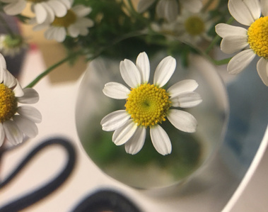 Daisies on an office desk