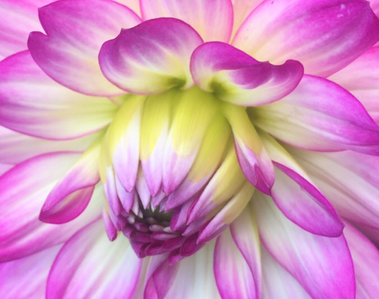 Close up of a bright pink flower in full bloom