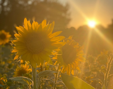 Sunflowers in a sunflower field at sunset