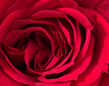 Close up of a red rose in full bloom