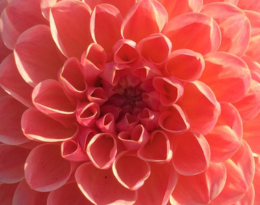 Close up of a pink flower in full bloom creating perfect sacred geometry