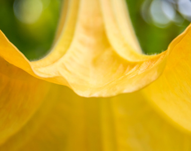 Close up of a yellow angel's trumpet flower