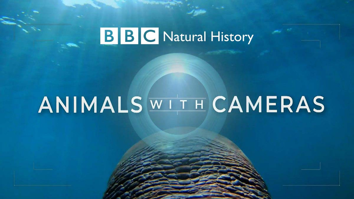 A frame from the BBC Natural History Unit production Animals With Cameras Series 2 - Fruit Bats. Shot by Adelaide based Australian cinematographer and Director of Photography or DoP Miles Rowland
