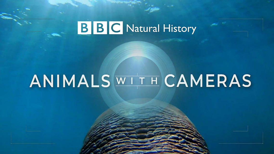 A frame from the BBC Natural History Unit production Animals With Cameras Series 2 - Fruit Bats. Shot by Adelaide based Australian cinematographer and Director of Photography or DoP Miles Rowland