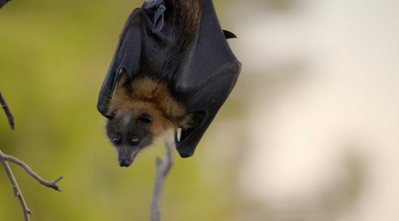 A frame from the BBC Natural History Unit production Animals With Cameras Series 2 - Fruit Bats. Shot by Adelaide based Australian cinematographer and Director of Photography or DoP Miles Rowland