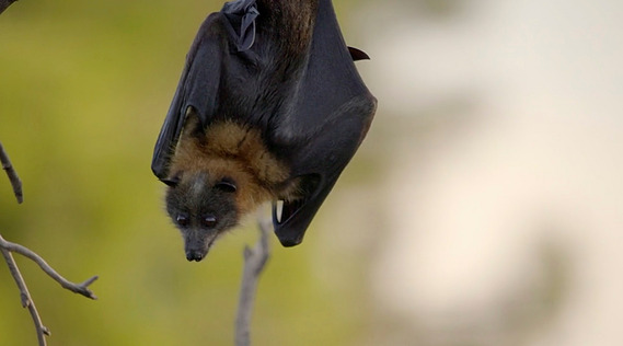 A frame from the BBC Natural History Unit production Animals With Cameras Series 2 - Fruit Bats. Shot by Adelaide based Australian cinematographer and Director of Photography or DoP Miles Rowland