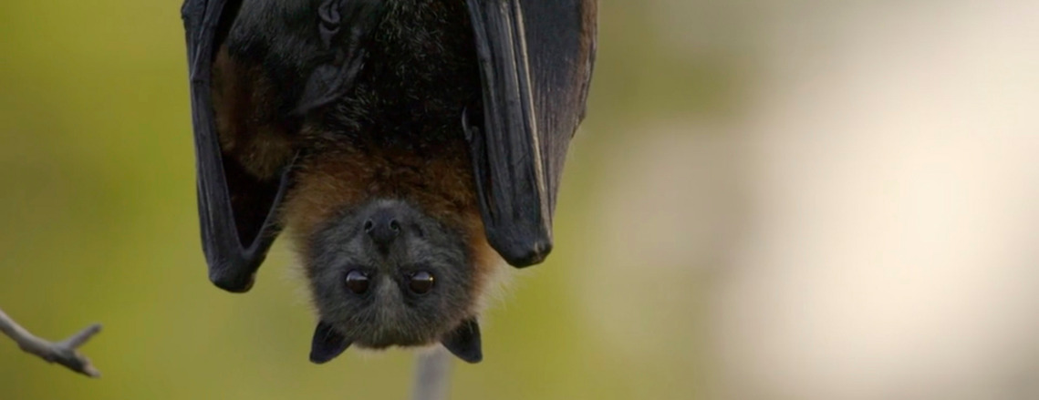 A frame from the BBC Natural History Unit production Animals With Cameras Series 2 - Fruit Bats. Shot by Adelaide based Australian cinematographer and Director of Photography or DoP Miles Rowland