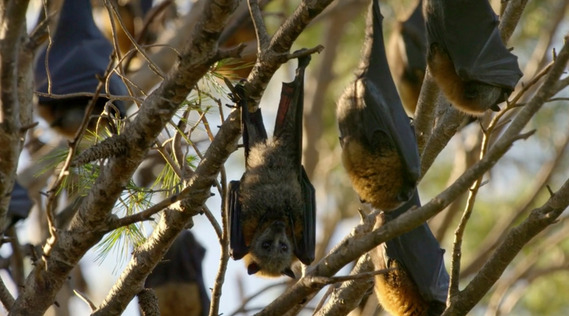 A frame from the BBC Natural History Unit production Animals With Cameras Series 2 - Fruit Bats. Shot by Adelaide based Australian cinematographer and Director of Photography or DoP Miles Rowland