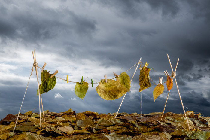 Tendedero / Leaves Line
2016 © Antonio J Fonseca