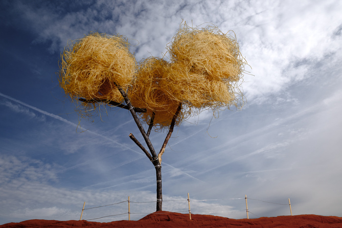 Árbol solitario / Lonely Tree
2016 © Antonio J Fonseca
