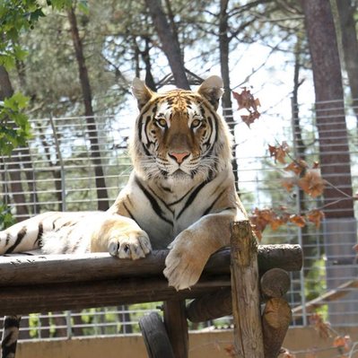 Striking image of tiger lying down in enclosure looking directly to the camera. Safety grill fence has been removed using Photoshop retouching skills performed by retouching company Edit my Snaps