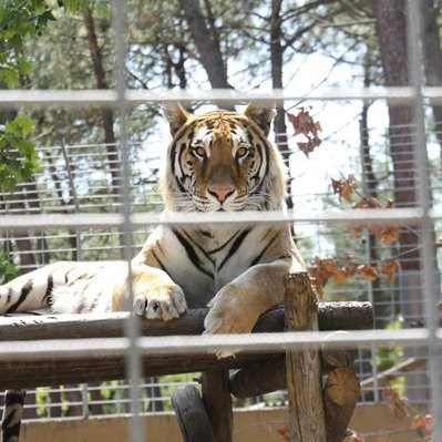 Striking image of tiger lying down in enclosure looking directly to the camera on the other side of a safety grill fence. 