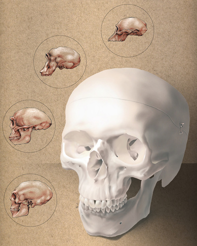 A few of our ancestral skulls around our current skull. Photoshop and conte crayon.