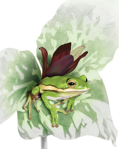 Toad on trillium leaves. Graphite and Photoshop.