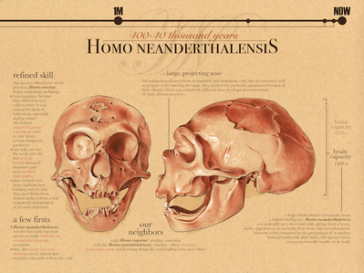 Homo neanderthalensis infograph. Conte crayon and Photoshop.