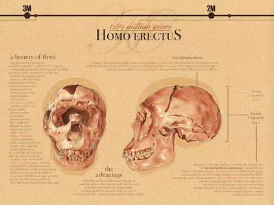 Homo erectus infograph. Conte crayon and Photoshop.