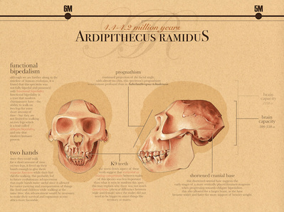Ardipithecus ramidus infograph. Conte crayon and Photoshop.