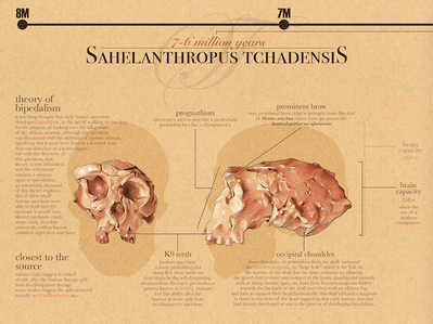 Sahelanthropus tchadensis infograph. Conte crayon and Photoshop.