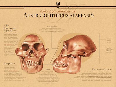Australopithecus afarensis infograph. Conte crayon and Photoshop.