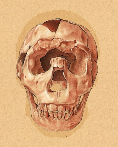Homo erectus. Conte crayon.