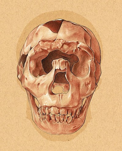 Homo erectus. Conte crayon.