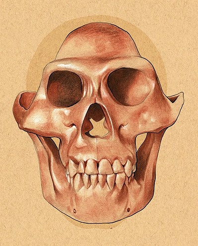 Australopithecus afarensis. Conte crayon.