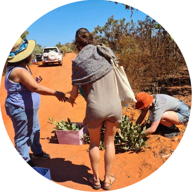 Foraging new growth of a Ghost Gum with aboriginal elder Pat Torres