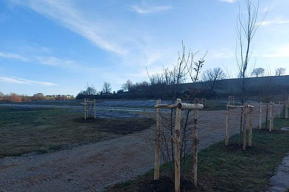 Plantation d'arbre et d'arbuste sur la station d'épuration