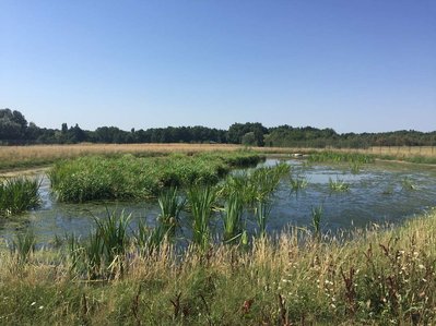 zone de rejet végétalisée, traitement de finition, bassin planté