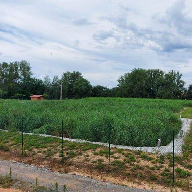 La végétation dense et verdoyante des roseaux ajoute un attrait écologique