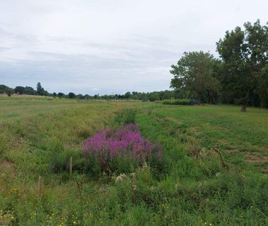 Salicaire en fleur dans une ZRV