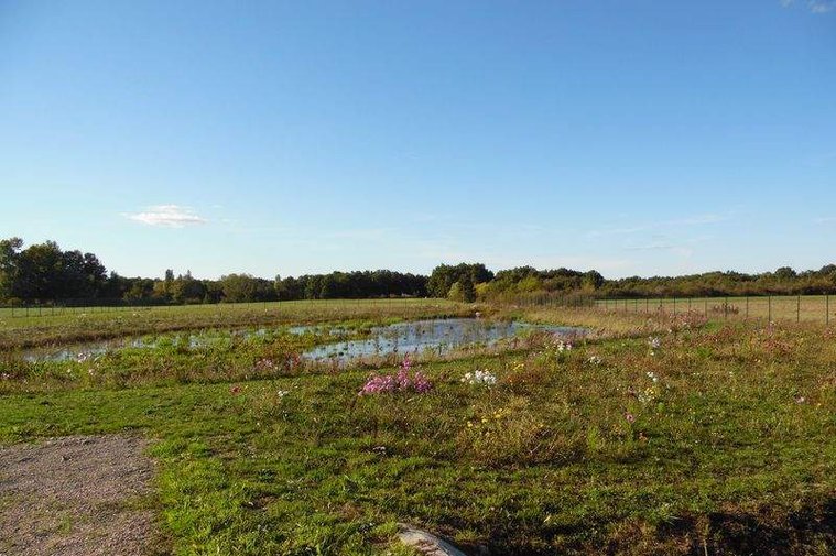Aménagement paysagé en prairie fleurie