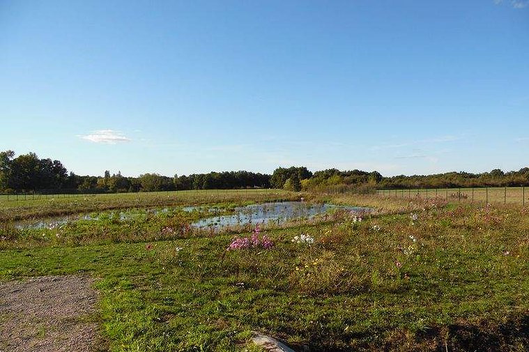 Aménagement paysagé en prairie fleurie