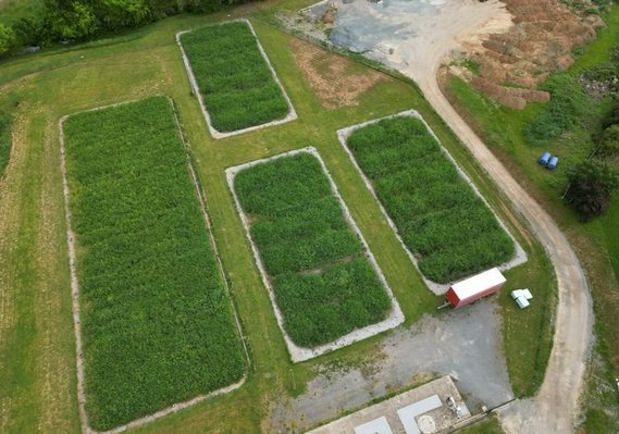 assainissement collectif par filtre plantés de roseaux