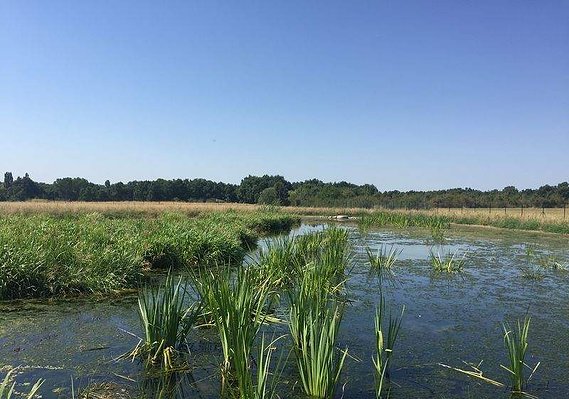 Traitement de finition par une zone de rejet végétalisée. 