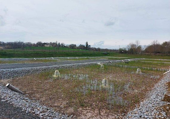 Reprise de la pousse des roseaux sur un filtre planté (81)