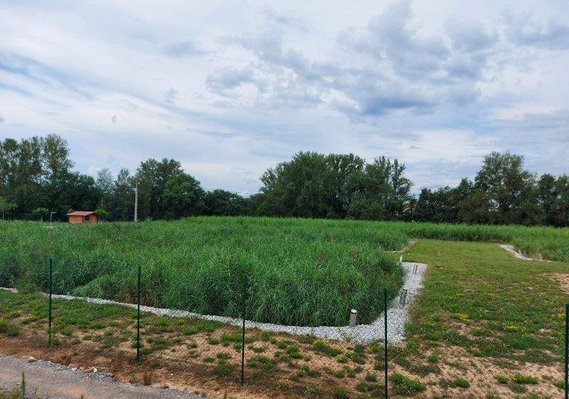 les roseaux constituent une zone d'intérêt faunistique qui apporte un plus écologique à la station d'épuration