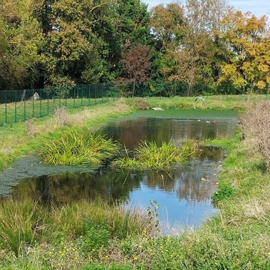 Les zones de rejet végétalisées dites ZRV permettent un attrait écologiques indéniable