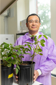 Dr. Sixue Chen with soybean plants his his lab at Shoemaker Hall. Dr. Chen received a grant to develop a pest-resistant soybean plant. Photo by Srijita Chattopadhyay&amp;amp;#x2F; Ole Miss Digital Imaging Services