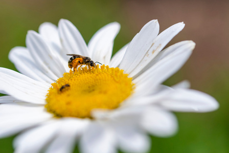 Bavard Hall pollinator garden. Photo by Srijita Chattopadhyay&amp;amp;amp;amp;amp;#x2F; Ole Miss Digital Imaging Services