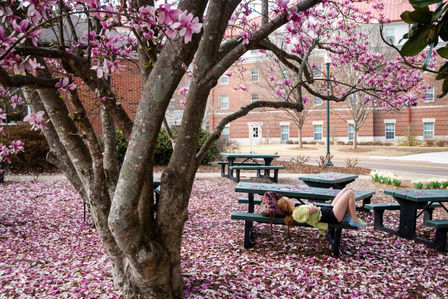 Campus scenes of springtime blooms. Photo by Srijita Chattopadhyay&amp;amp;amp;amp;amp;#x2F; Ole Miss Digital Imaging Services