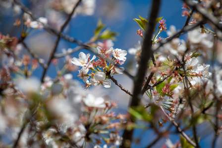 Campus scenes on March 28, 2023. Photo by Srijita Chattopadhyay&amp;amp;#x2F; Ole Miss Digital Imaging Services