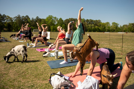 SAA’s Homecoming Committee and 901 Goats hosts 3rd Annual goat yoga at the South Campus Recreation Center. Photo by Srijita Chattopadhyay&amp;amp;amp;amp;amp;#x2F; Ole Miss Digital Imaging Services