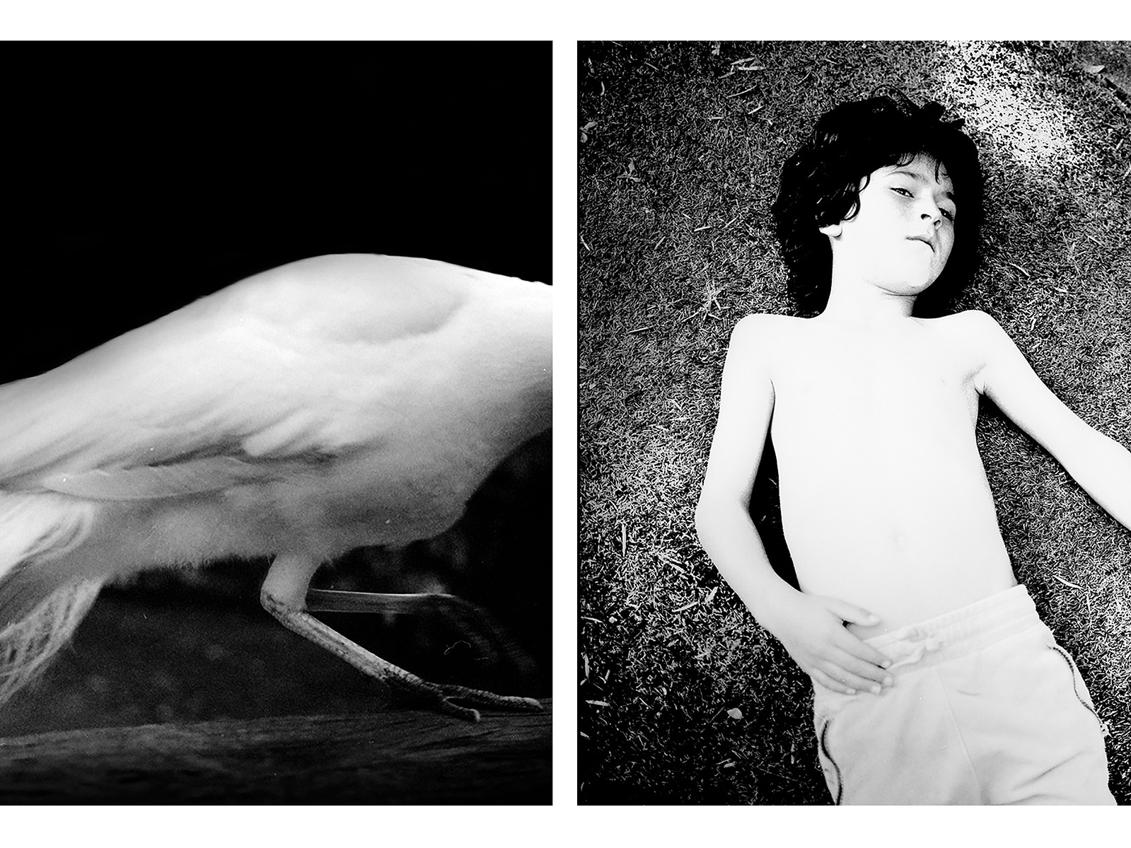 Waiting for a bird aletheia casey