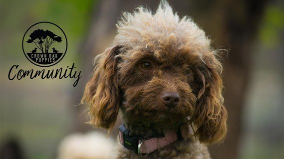 Crown Oak Puppies Community on Facebook